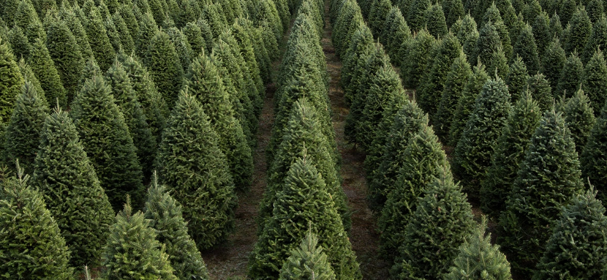 Fresh Fraser Fir Christmas trees at AD Christmas Trees in Downtown Miami