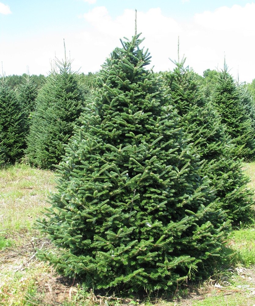 10-11ft Premium Christmas Tree