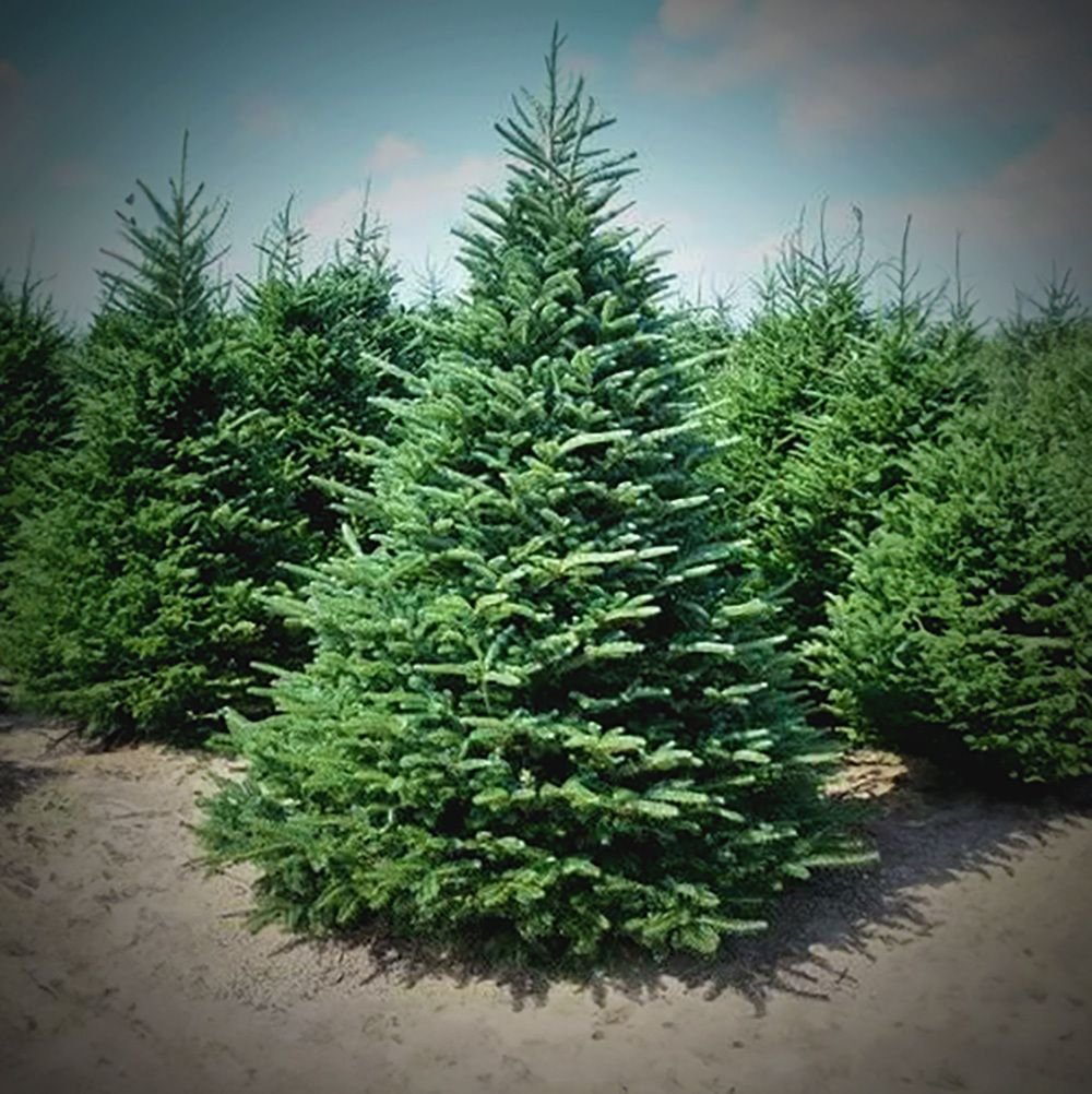 11-12ft Premium Christmas Tree