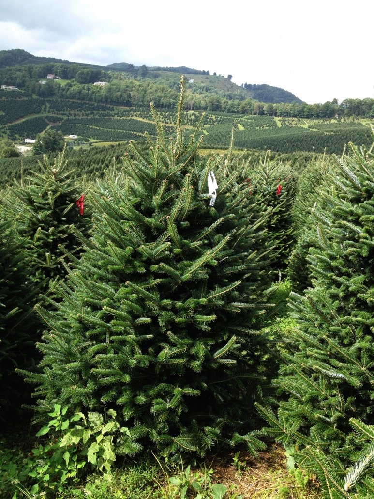 5-6ft Premium Christmas Tree