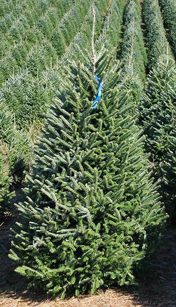 6-7ft Premium Christmas Tree