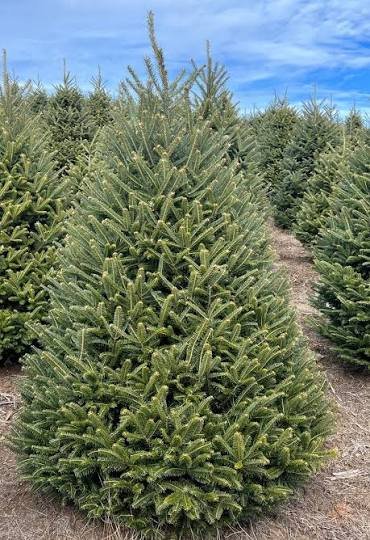 7-8ft Premium Christmas Tree