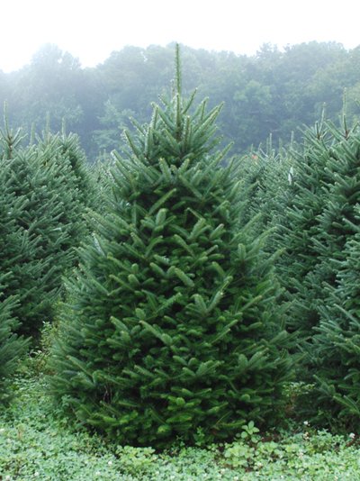 8-9ft Premium Christmas Tree